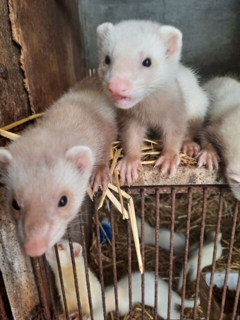 Furet Champagne et albinos 
50 08360 Château-porcien