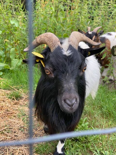 Bouc nain 0 33650 Saint-selve