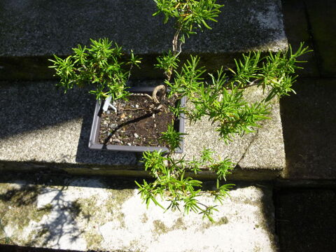 JOLI  BONSAI ROMARIN .  ( Rosmarinus officinalis )  . 10 Urb�s (68)