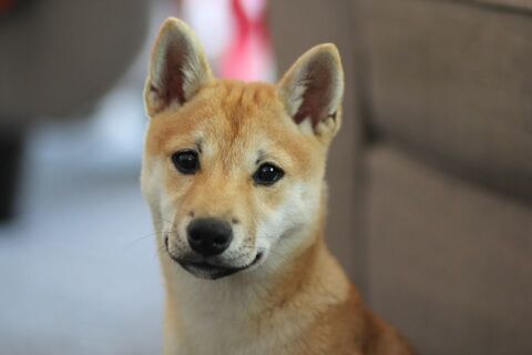SHIBA INU FEMELLE 20 MOIS 500 92310 Svres