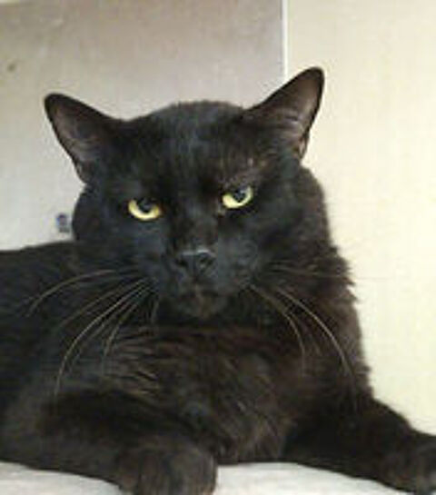   Valko 