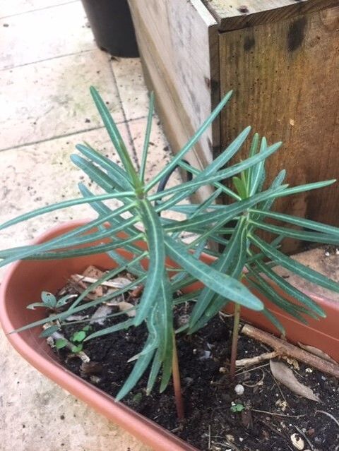 PETITES EUPHORBES A FLEURS JAUNE 0 Maisons-Alfort (94)