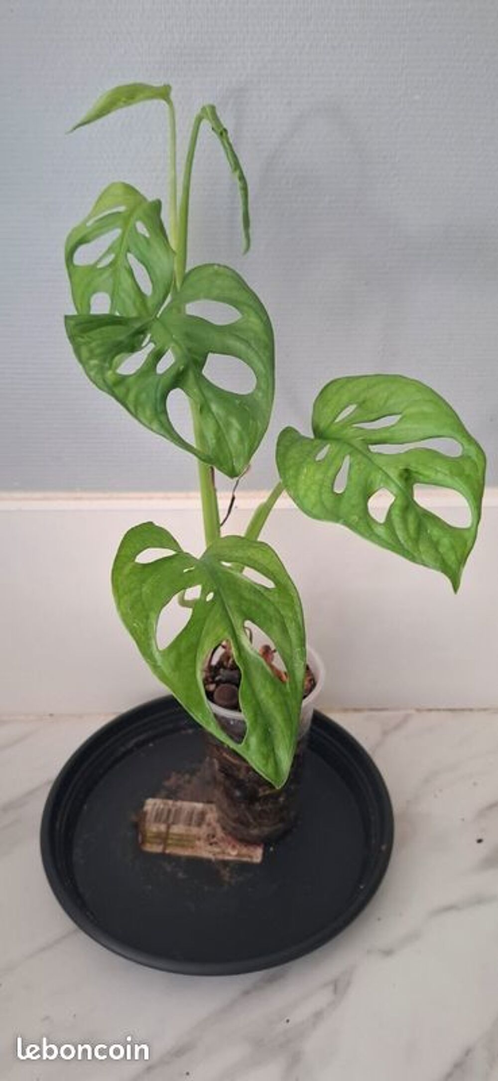 Monstera adansonii bouture 46 Décoration