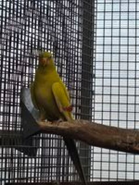   Mélanure pastel jaune  
