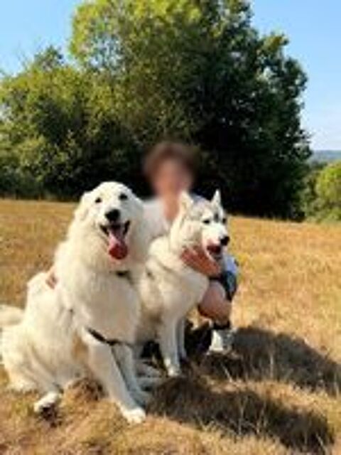   Berger Blanc Suisse ? Tazi cherche nouveau foyer aimant  