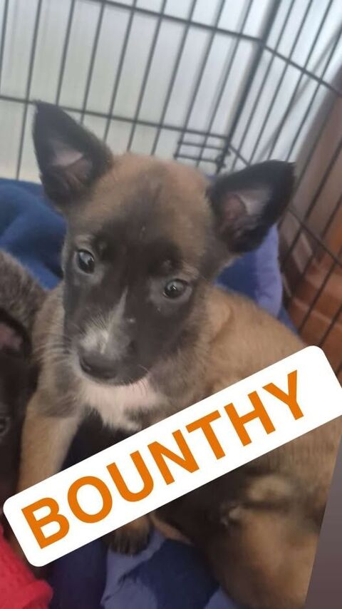 Chien BOUNTHY à l adoption 300 07430 Davzieux