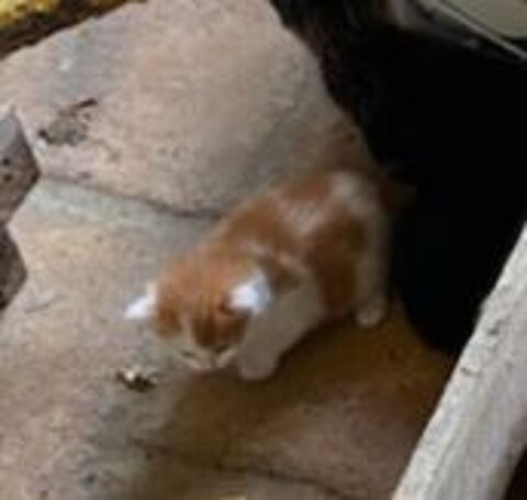 Chatons attendent familles responsables . 0 32130 Samatan