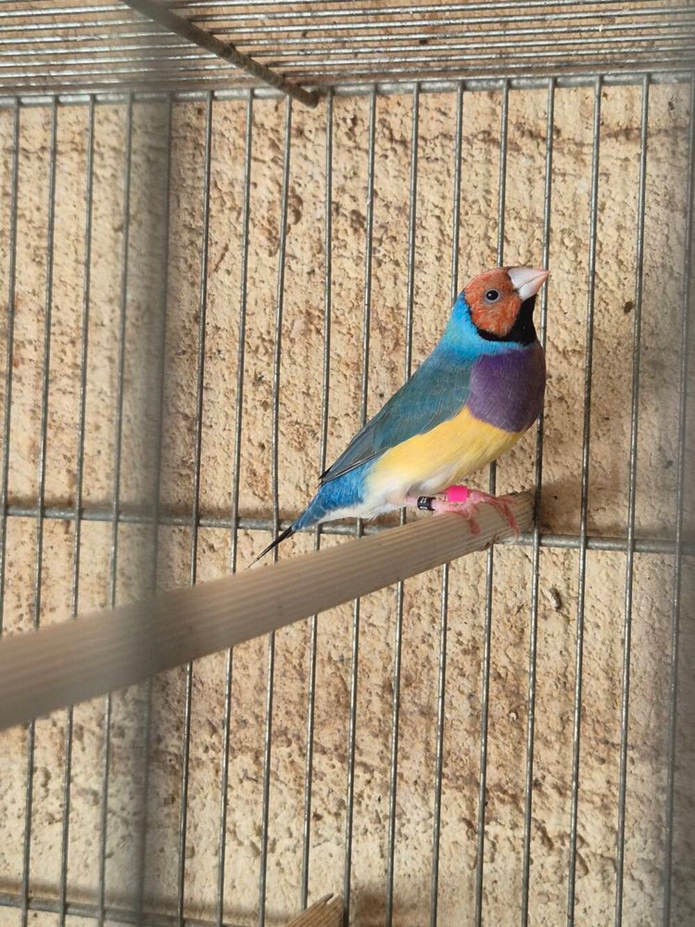   Diamant de gould 