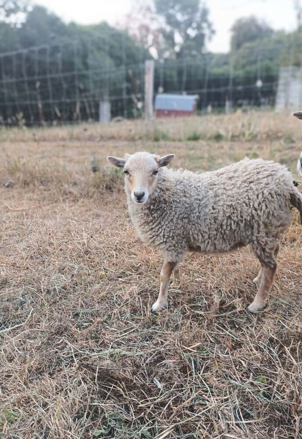   Mouton Ouessant 