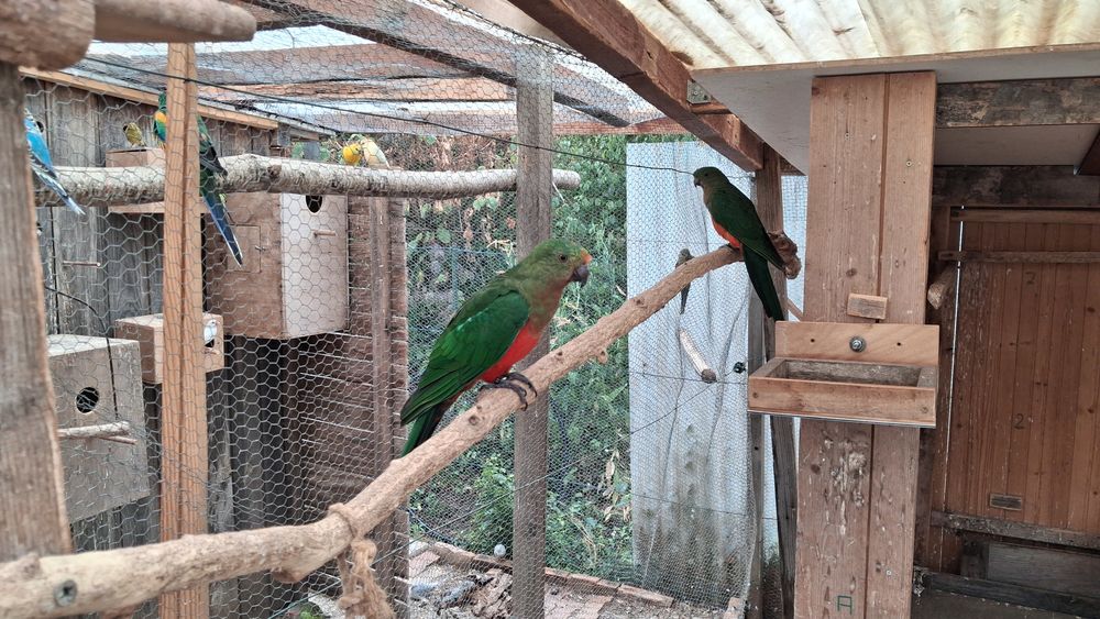   Oiseaux de cages et de volières  