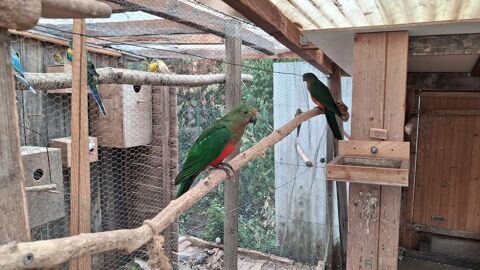 Oiseaux de cages et de voli&egrave;res  0 91580 Étréchy