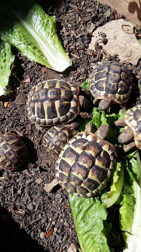 B&eacute;b&eacute;s tortues 60 34160 Castries