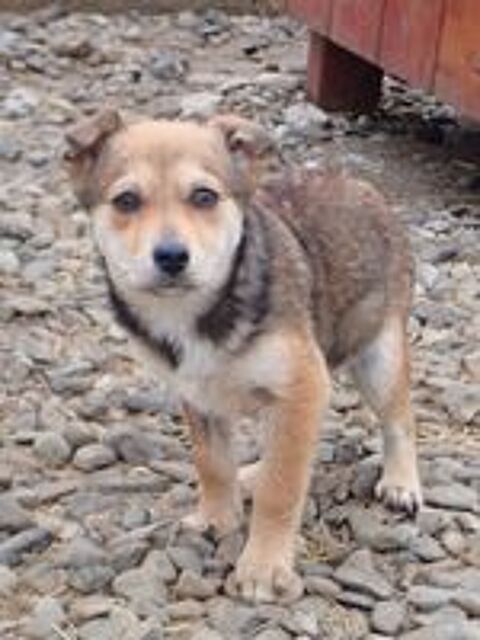   Vitanie � l'adoption 