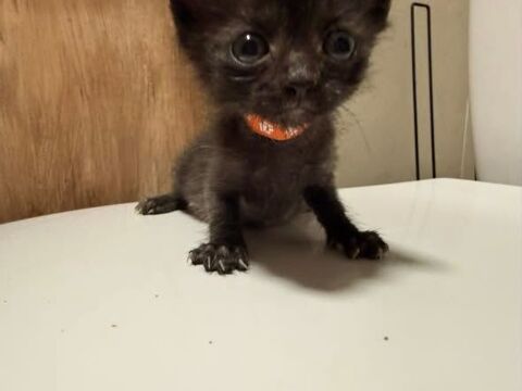 Chat BINGO &agrave; l adoption 120 26000 Valence