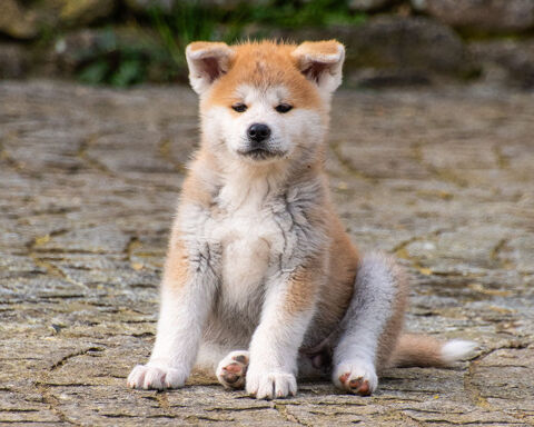 Chiots femelles rousses Akita inu LOF 1200 14400 Bayeux