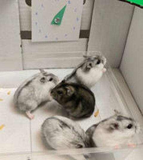   Adorables hamsters russes à adopter 