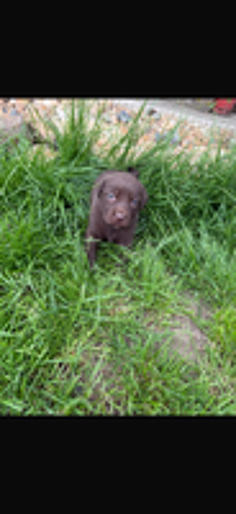   Chiot labrador chocolat 