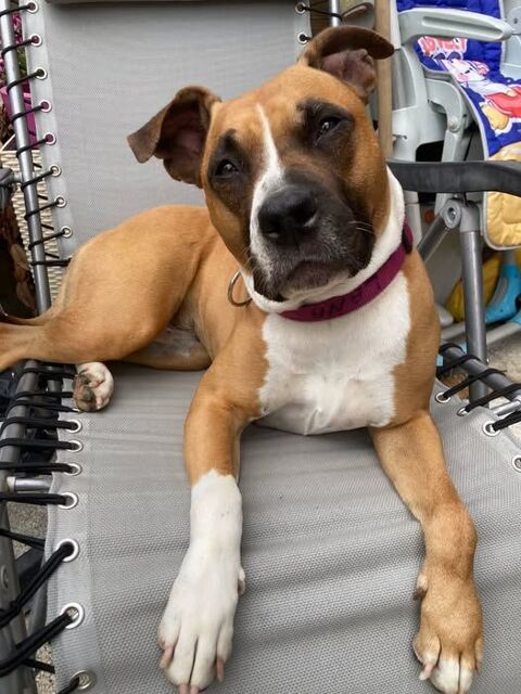 Chien LANA  à l adoption 210 07340 Flines