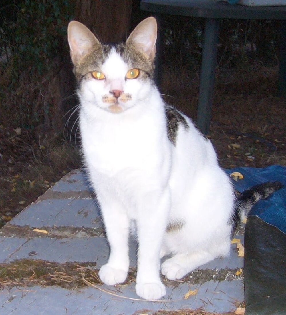   Agile chat adorable et gentil  