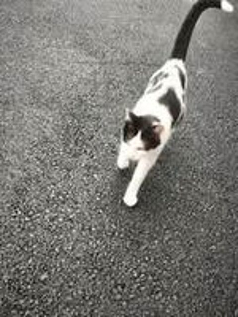   Chat KUM KUM à l adoption 