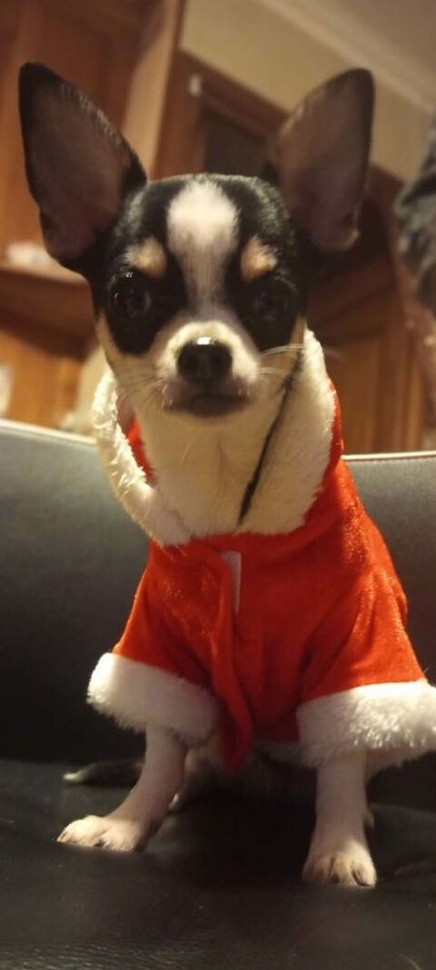 Superbes chiots chihuahua m&acirc;les et femelles poils courts 900 89160 Ancy-le-franc