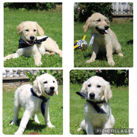 Golden Retriever
900 02300 Chauny