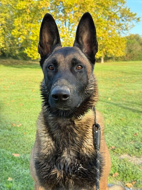 &Agrave; placer contre bon soin
Donner lui une seconde chance  0 31130 Pin-balma