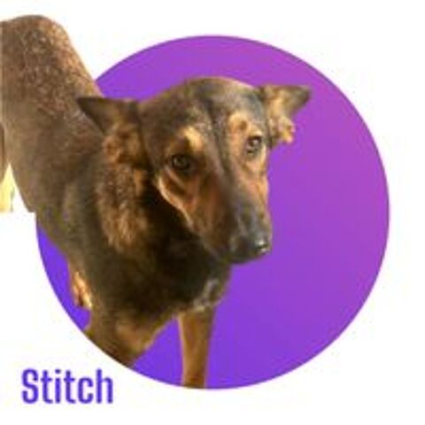   STITCH est à l'adoption et attend de trouver sa famille pour la vie pour la rejoindre en France 💙 