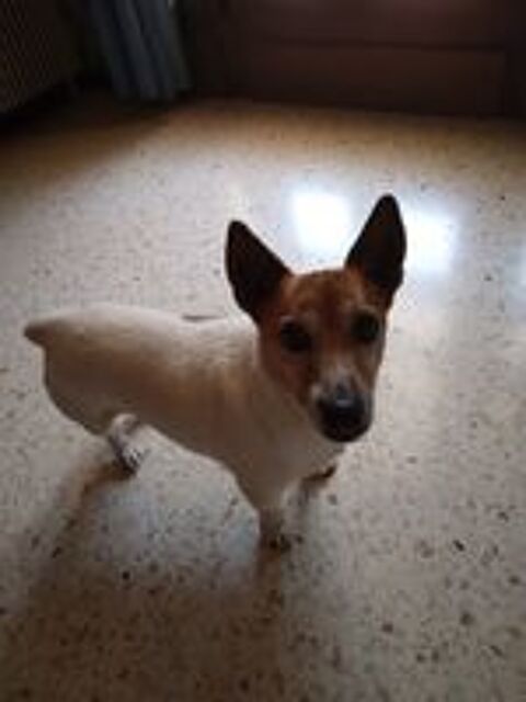   A placer jack russel 