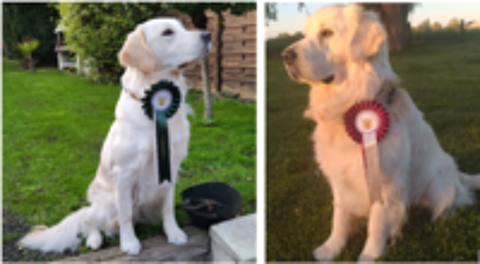   Chiots Golden retriever lof pour fin juillet 