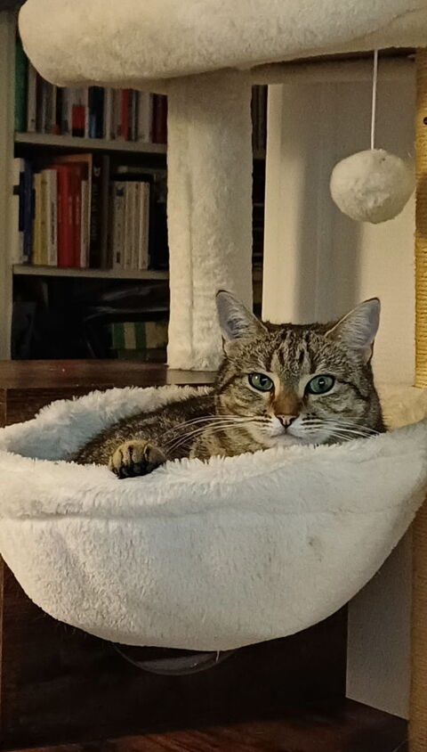 ISO FEMELLE TIGREE 2 ANS 1/2 195 92260 Fontenay-aux-roses