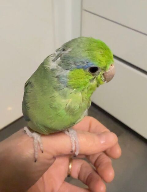 Touis c&eacute;lestes eam 100 93600 Aulnay-sous-bois