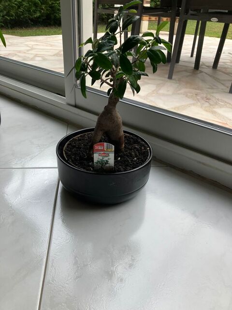 bansa� ficus 20 Pontault-Combault (77)