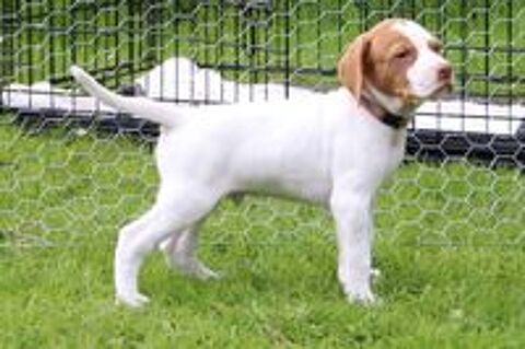   Chiots Mâles Braque Saint Germain LOF Parents Champions 