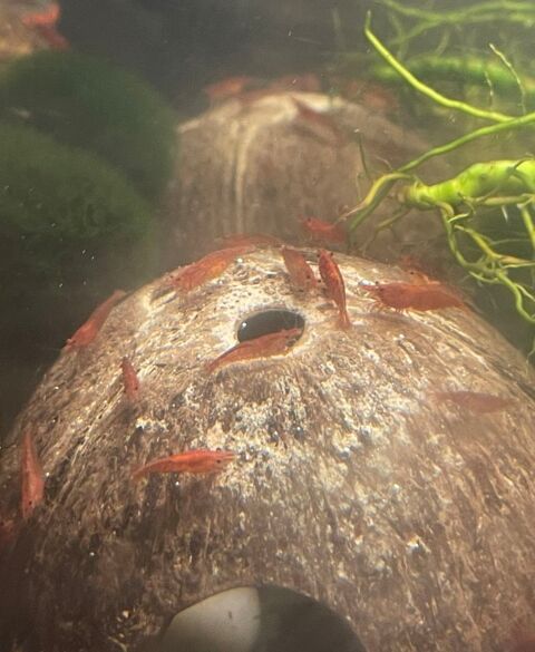 Crevettes red cherry / Bloody Mary 2 94400 Vitry-sur-seine