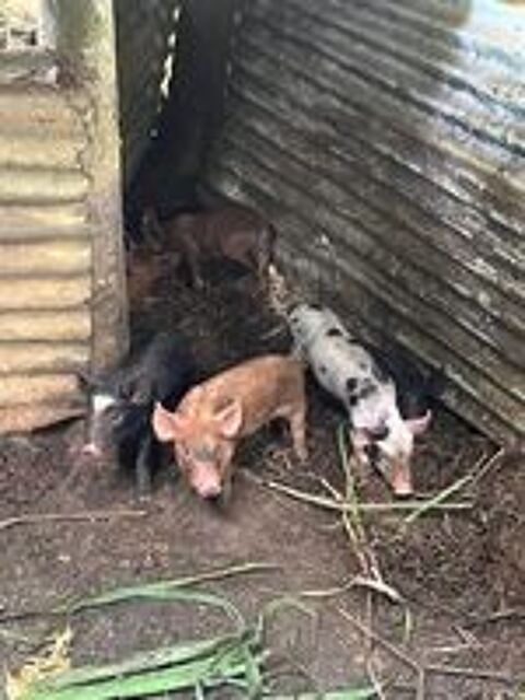  Cochons 
