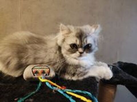   Chatons persan silver LOOF 