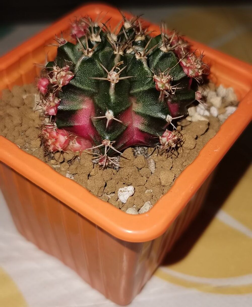 Cactus Gymnocalycium "Bubble Gum " le titre de votre objet. Jardin