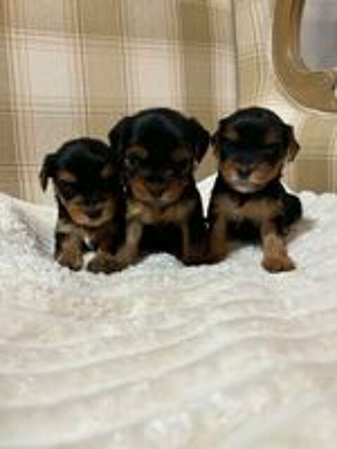   Yorkshire Terrier - 3 chiots disponibles 
