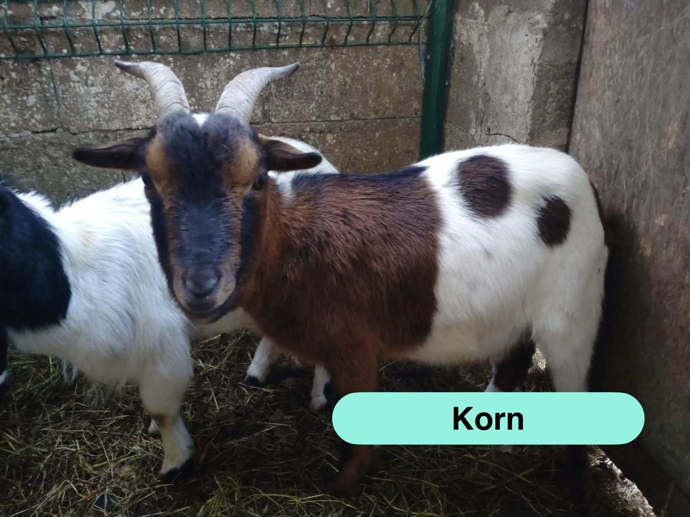   Korn, bouc nain à adopter 