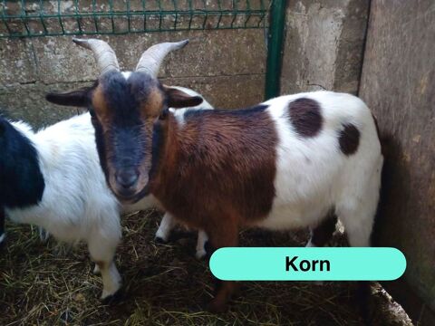 Korn, bouc nain &agrave; adopter 50 44170 Abbaretz