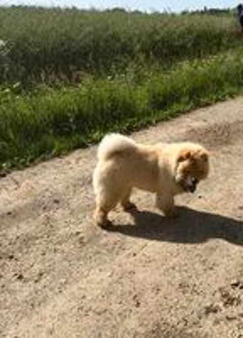   À réserver 7 magnifiques Chow Chow  