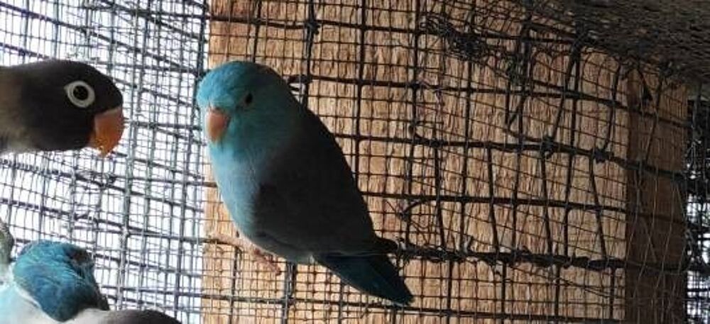   Perruche celeste bleue 