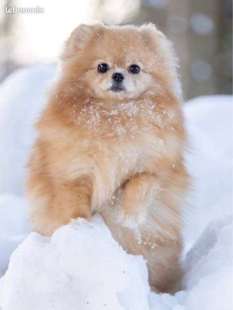Spitz Nain Pom&eacute;ranien LOF type ourson 🧸 � Prestigieuses origines russes � M&acirc;le orange disponible &agrave; la r&eacute;servation 🧡 2990 66450 Pollestres