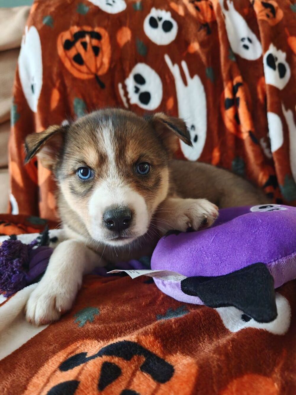   Husky siberien 