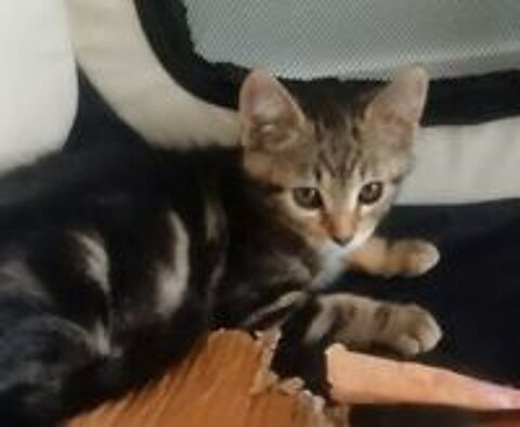   Chaton à adopter  