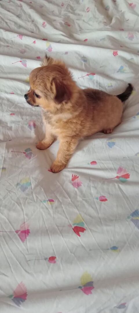 Chiots chihuahua m&acirc;les poil long
750 14290 Orbec