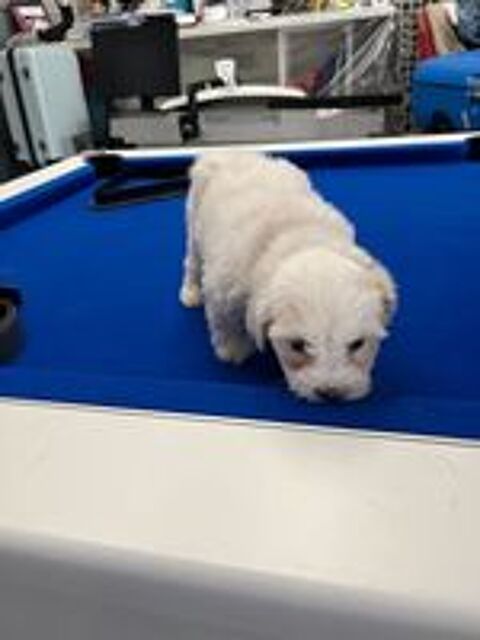   CHIOT LOF Femelle COTON DE TULEAR 