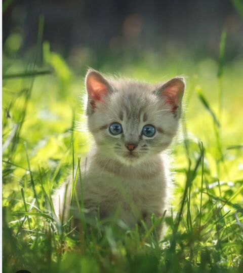 Recherche chaton, b&eacute;b&eacute; chat 1 57400 Sarrebourg