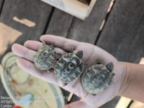   Tortue de terre 